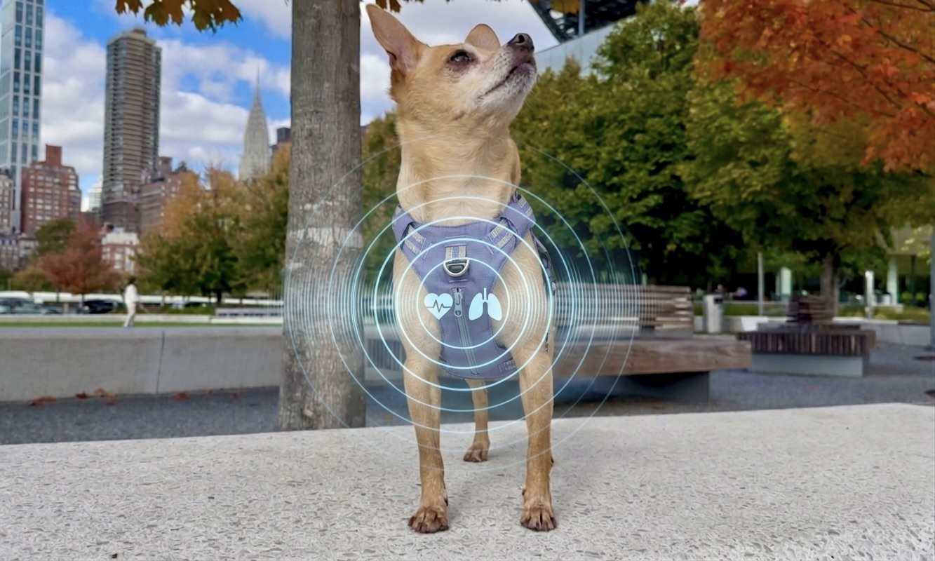 SensVita for animal health